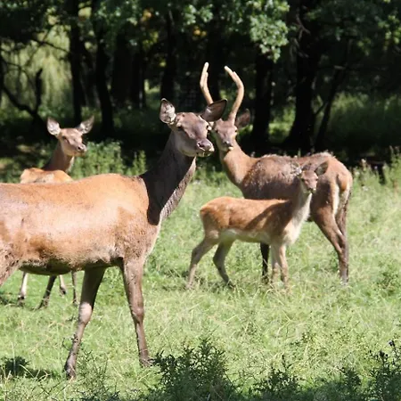 Appartement Wildpark Perle *